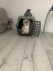 Scottish fold