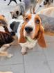 Familienhund Charlene - lieb sozial