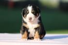 Grosser Schweizer Sennenhund Welpen FCI