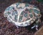 Schmuckhornfrosch
