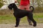 Riesenschnauzer
