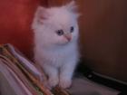 Perser Babys mit blauen Augen