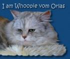 Britisch Langhaar / Highlander Katze in black silver torbie classic