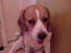 Spike 3 5 Jahre sucht Beagleliebhaber zum Austoben und Liebhaben