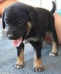 Lilli - ihre Mama ist selber noch ein Hundekind