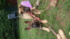 Schäferhundwelpen mit roten SV Papieren