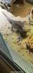 2 Bartagame