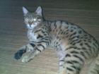 2 Suesse Katzen abzugeben Bengal Kater und Hauskatze