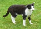 4 5j Kater in liebevolle Hände abzugeben