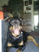 Gina 5 Jahre . Dringend abzugeben