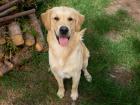 Golden Retreiver Deckrüde Spezielle Jagdzucht