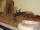 Brachypelma und Lasiodora groß