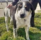Pongo sucht ein passendes Zuhause