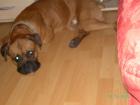 Schweren herzen D. Boxer rocky . 1 5 j. abzugeben geschipt und geimpft alles auf