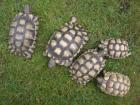 Gruppe Testudo marginata - Breitrandschildkröten
