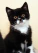 BKH Kitten 2 Kater 1 Katze 4 Monate alt mit Stammbaum