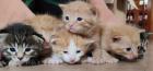 Katzenbabys