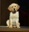 Golden Retriever Welpe Chico von Sachsen mit Papiere