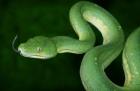 Ein schöner Bock vom Chondropython Virdis 1. 0