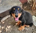 Duke sucht ein passendes Zuhause