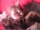 Norwegische Waldkatze 3 Jahre alt für 200 euro ab zugeben