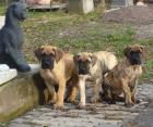 Deutsche Dogge Welpe gestromt