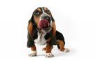 5 Sterne DeLuxe Delikatessen für den Hund
