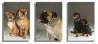 Hundehalsband Exklusiv aus der Manufaktur