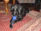 Labrador Oskar 4 sucht neues zu Hause