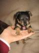 2 liebe lebensfrohe russische Toyterrier-Welpen suchen ein liebenswertes Zuhaus