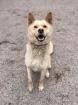 Chizuko - Akita Inu-Mischling - freundlich verträglich