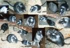Wüstenrennmäuse jung und alt Tiere viele Farben