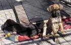 Dringend Dringend 2 Doggenwelen mit Papieren zu verkaufen