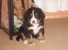Berner Sennen Welpen suchen neues liebevolles zu Hause