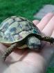 Suche 1-2 kleine griech. Landschildkröten. Wer verschenkt