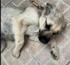 Nala sucht ein passendes Zuhause