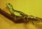 STIRNLAPPENBASILISK