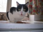 Verschmuster junger Kater