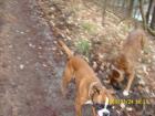 Suche Boxer Deckrüde Mit oder auch oh. Papiere