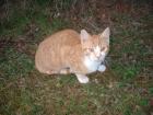 Kater in Chemnitz vermisst