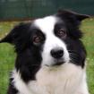 CHICA BELLA - Border Collie - 8 Jahre - Tierhilfe-Franken e. V.