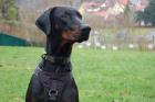 Starsky - Dobermann - 1 Jahr - Tierhilfe-Franken e. V.