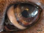 Hundeschule König in Bochum und Vreden