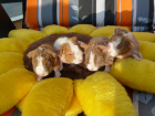 Meerschweinchen Babys mehrfarbig / Rosetten Glatthaar US-Teddys in Sonderfarb