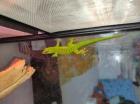 Madagaskar Taggecko Phelsuma grandis