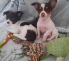 Chihuahua langhaar Welpen suchen ein Zuhause