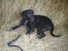 Sportlich schlanker Labradormischling - Welpe
