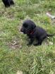 Labrador Welpen 2023