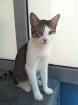 Schmusekater Boris sehr lieb udn anhänglich sucht Zuhause