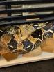 Boa Constrictor C ohne Terrarium